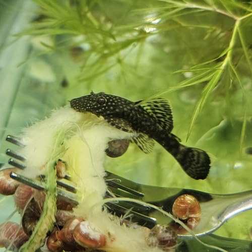 The Frog House Pleco 1-2 Juvenile Bristlenose Plecostomus Freshwater Aquarium Fish