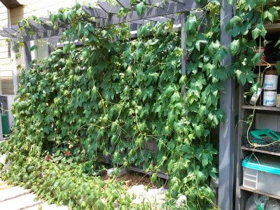 Amazon.co.jp: オキナワスズメウリの種 (20) : DIY・工具・ガーデン