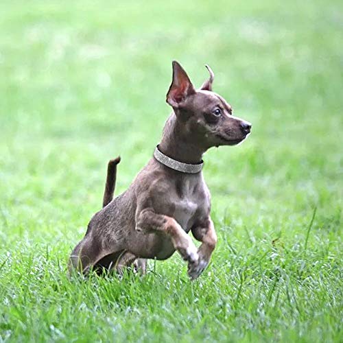 haoyueer Hundehalsband mit Strasssteinen, glitzernd, weiches Wildleder, für Hunde und Katzen