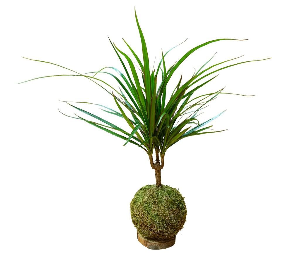 Garden Center Shop | Kokedama Dracaena Marginata | Dragon Tree en Bola de Musgo | Diseño Botánico Vivo y Purificador de Aire | Decoración Premium | Incluye GUÍA DE CUIDADOS