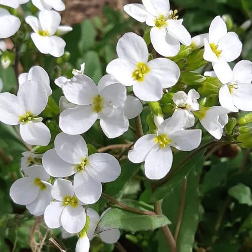 400 Stück blaukissen weiß samen Aubrieta cultorum saat winterharte...