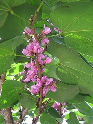 Amazon ハナズオウ 花蘇芳 四季咲き 植木 Amazon ハナズオウ 花蘇芳 四季咲き 植木