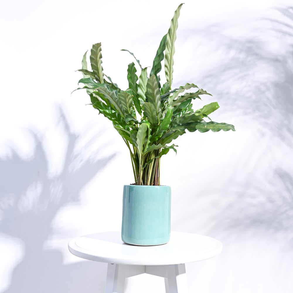 UGAOO Lilac Stories 602X Aqua Green Ceramic Pot (B0BN42W1TM) Amazon Price History, Amazon Price Tracker