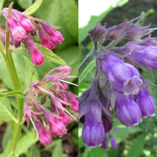 100 Symphytum Officinale Comfrey Seeds - Perennial Symphytum Officinale Comfrey Herb Non-GMO Heirloom Garden Seeds