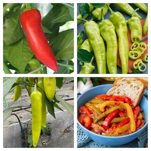 Semi di Peperoncino Hungarian, 30 Semi, Piccantezza Media, per Coltivazione in Vaso e Orto