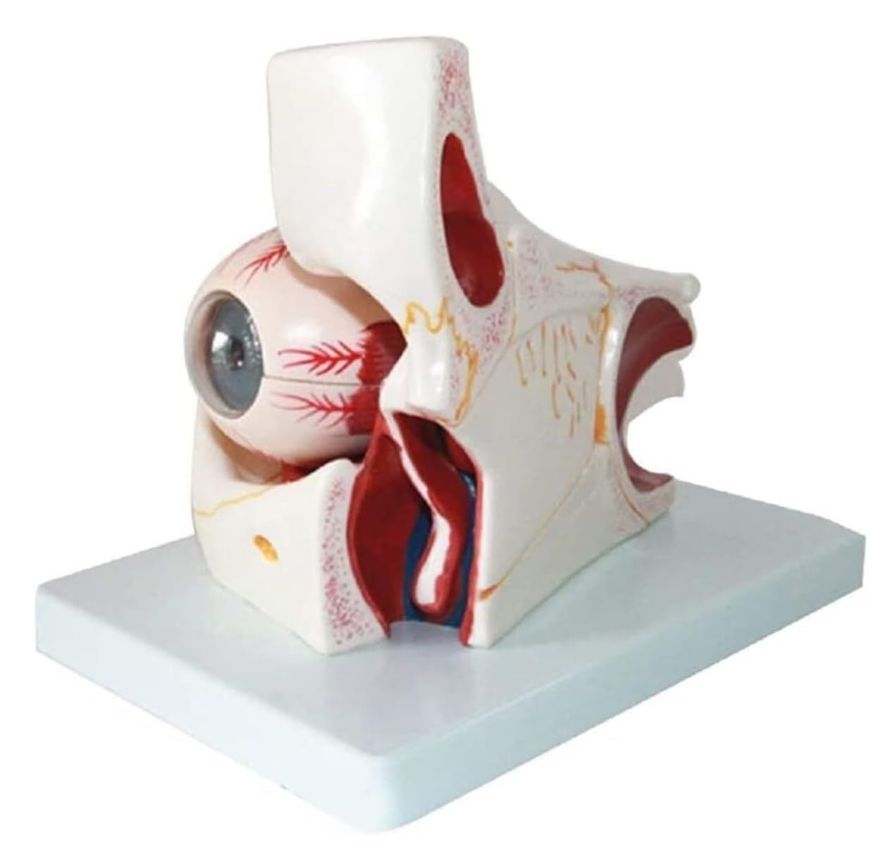 Anatomía De La Educación Modelo Anatómico De Ojo Humano Agrandado 3X, Globo Ocular Y Esqueleto Párpado, Pantalla Anatómica Órbita Muñeca de Anatomía
