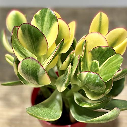 Amazon.co.jp: 観葉植物：斑入り 金のなる木 キラメキ*花月