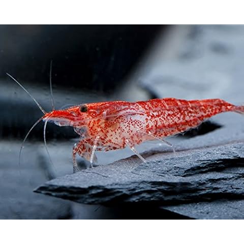 Garnelen Einsteigergarnelen Neocaridina davidi - lebend Zwerggarnelen Cover