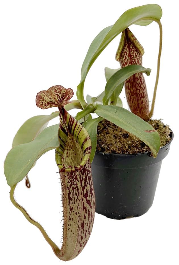 Nepenthes spectabilis x veitchii – exotische Kannenpflanze Gr. L – auffällige fleischfressende Pflanze mit großen Kannen – Hochland-Karnivore für Sammler