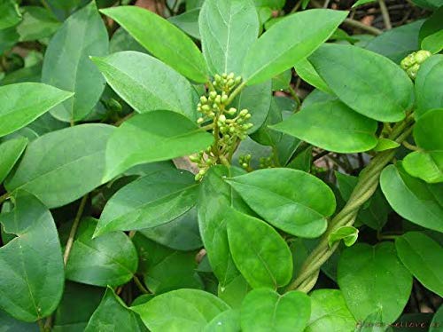 Green Paradise® Live and healthy Madhunashini herb plant (B07QNBPC1P) Amazon Price History, Amazon Price Tracker