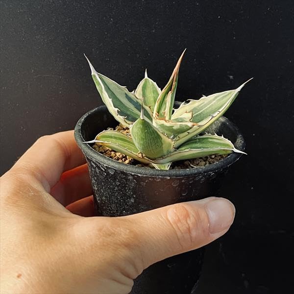 アガベ ロファンサ 五色万代  大株 （検 ユッカ 多肉植物 斑入り 錦 多肉植物：アガベ 五色万代*S 幅8cm | サボテン＆多肉植物,多肉植物