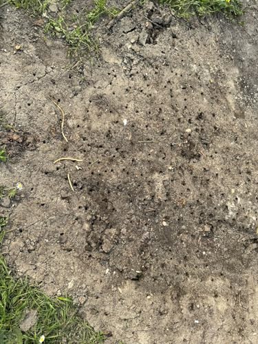 Go2Grow - Nagelschuhe mit Klettverschluss - und einfacher Reinigung Rasenlüfter Schuhe Nagelschuhe Vertikutierer für Rasen Aerifizierer für Rasen Mit Federboden Gartenarbeit Spike Schuhe