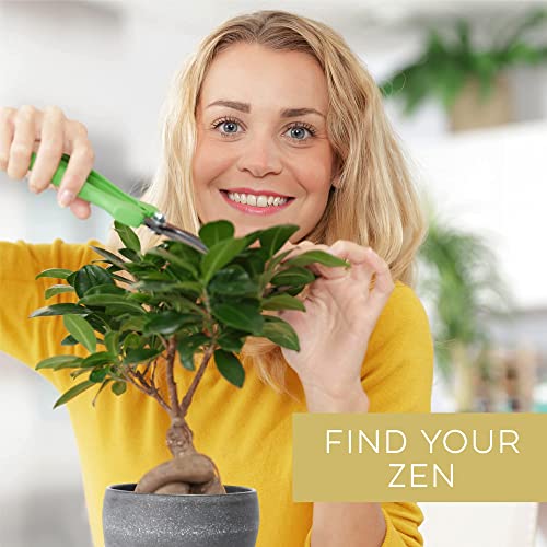 Bonsai-Tree-Kit--Plant-4-Species-of-Bonsai-Tree-w-Our-All-in-One-Plant-Kit-Bonsai-Pots-Peat-Pellets-Including-a-Bonus-in-Depth-Grow-Guide-by-Home-Grown-Great-Gardening-Gifts-for-Women-and-Men