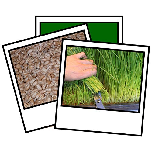 1Kg Wheat Grass Seed Sprouting Juicing Sprouting Micro Seed