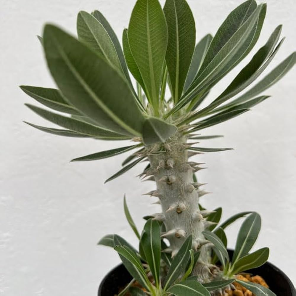 Amazon｜パキポディウム：ロスラーツム （実生株） 4号鉢植え