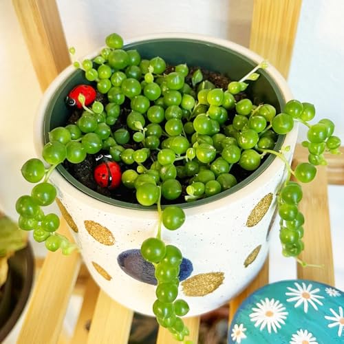 Semillas de guisantes (Senecio rowleyanus) - Maceta para bonsái, plantas resistentes para el jardín Plantas carnívoras, semillas de bonsái, jardín decorativo. Plantas de balcón, 50pcs