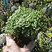Soleirolia soleirolii, Baby Tears, Angel's Tears, Mother of Thousands, Peace in The Home, Ground Cover/Terrarium Plant, Dainty Leaves and Tiny White Flowers, ContainerSize: 3