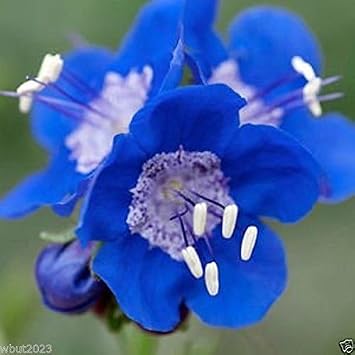 3000 California Bluebell SeedsPhacelia Campanularia ,vibrant blue bloom !