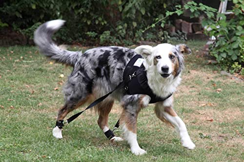 Nature Pet Hundeexpander & Rehageschirr für Hunde – Flexipander zur Rehabilitation, Mobilitätshilfe & sanften Unterstützung L