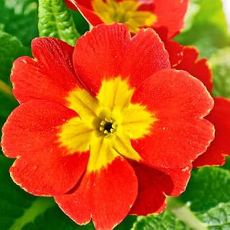 Amazon Co Jp プリムローズの種 あでやかで美しい 観賞植物 盆栽や庭飾り 生気があふれる さわやかな香り 家庭ガーデンコレクション 強壮な植物 急速成長 自家栽培の有機種 Diy Tools Garden