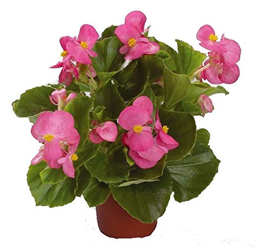 AGROBITS Begonia - Imperatore - 25 See