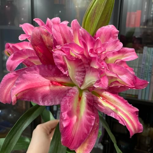 lirio/lilium asiatico, perenne, híbrida, de larga floración, para decoración de interior y exterior-2 Pcs-B