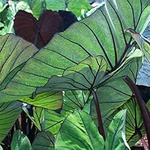 Colocasia Blue Hawaii | Taro Plant| Plug Plant