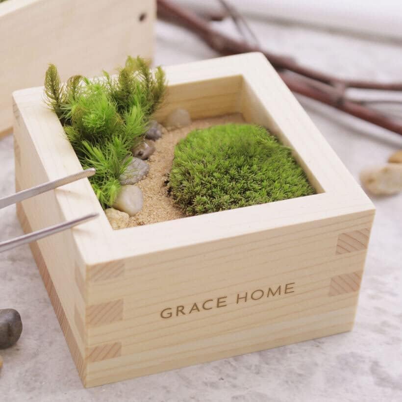 Amazon｜苔テラリウムキット 檜枡 （フィギュアなし）｜観葉植物