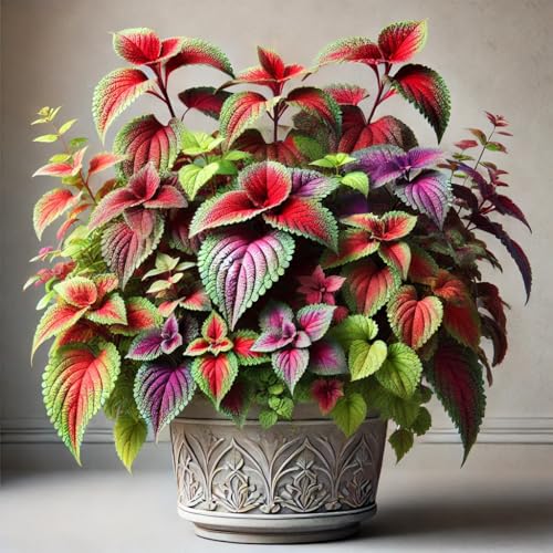 22Day Seeds: Seeds Coleus Exotic Mix/Perennial Flowers