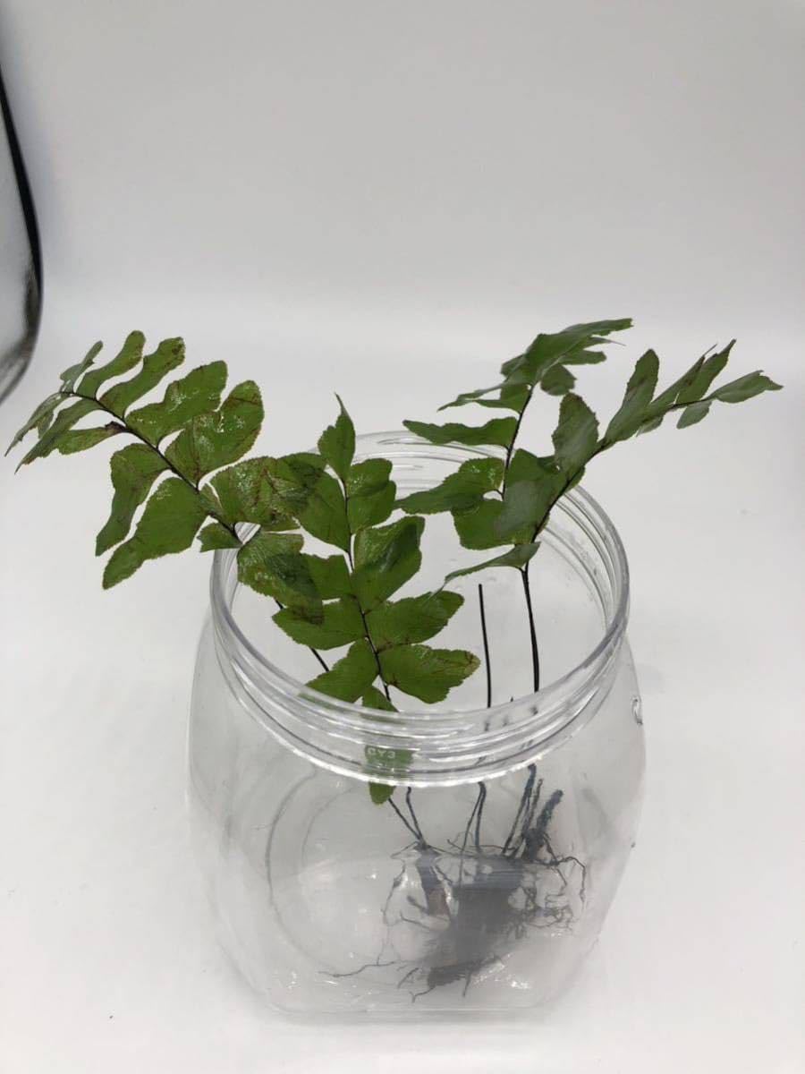 Amazon.co.jp: エビオドリ水草ファーン 3株セット シダ植物 陰性水草