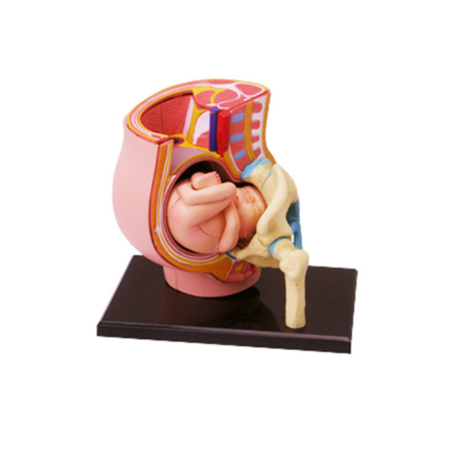 GTHTUHFD Model Anatomy Pregnancy Puzzle Model Human Pregnancy Organ Model Human Female Pelvis Fetus Gestation Model