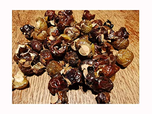 Indian Soapberry Tree or Washnut Tree Sapindus MUKOROSSI, Grow Your own soap and Natural Washing Ball, 15-20cm Tall Starter Plant in a 7/8cm Pot