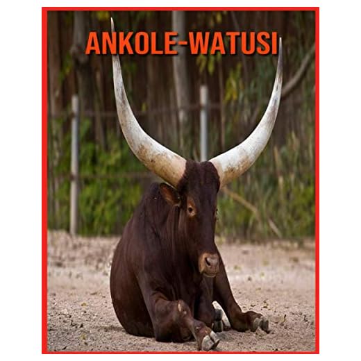 Ankole-Watusi: Ankole-Watusi Affascinanti Fatti per i bambini con immagini mozzafiato!