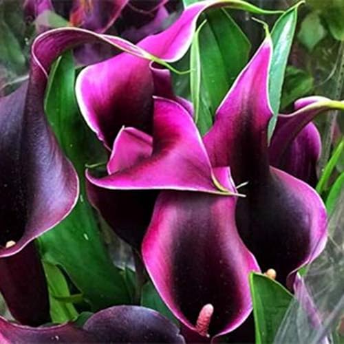 Calla Lily Bulbs for Planting Now UK Ornamental Perennial Excellent Display Plant Bulbs Greening Flower Good for Containers/Natural Organic Easy Plant-2bulbs-A