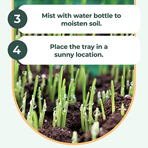 Window Garden Organic Wheatgrass Grow N Serve Kit– Plant An Amazing Wheat Grass Growing Kit Home Garden, Juice Healthy Shots, Great For Pets, Cats, Dogs. Complete With Stunning Tray #TOP3