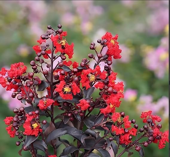 Manjuu Furush Red Black Colour Live Plant "Crepeflower ZZ" Sawani Jarul Crepe Myrtle Lagerstroemia Indica Flower Plant