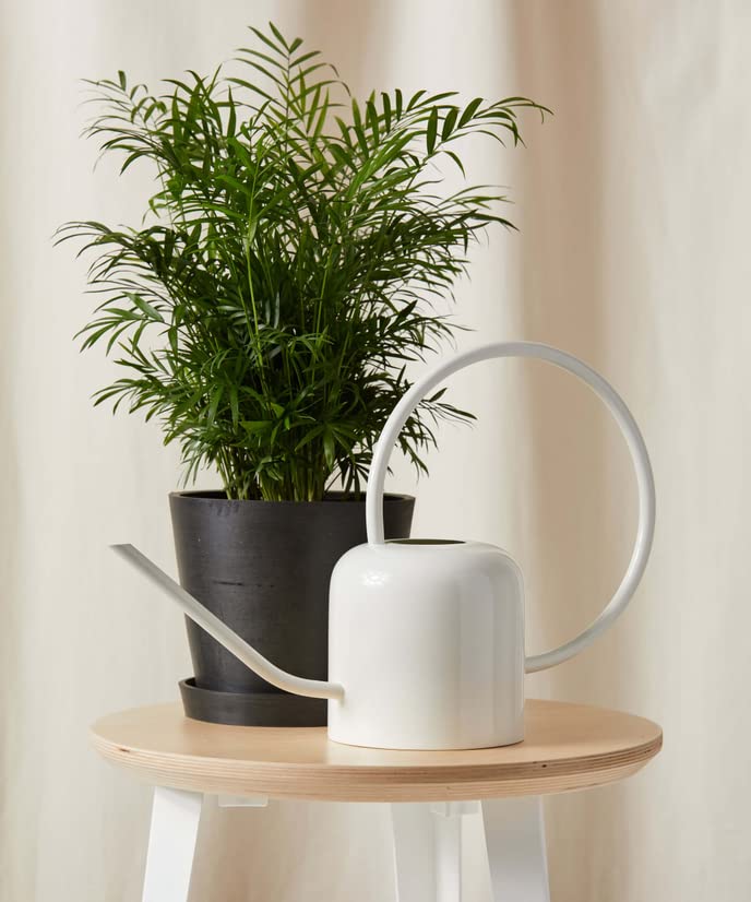 OPAXA LIVING - White Stainless Steel Plant Watering Can Handcrafted, 2L, (Pack of 1) (B0BB9PXKZY) Amazon Price History, Amazon Price Tracker