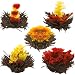 Tea Beyond Black Tea Gift set Iced Or Hot English Breakfast Flowering Tea 12 Packs Black Tea Blooming Tea Assorted Black Tea NON GMO Vegan Friendly 100% Natural No Artificial or Natural Flavors added