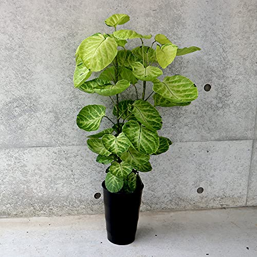 ポリシャス スーパームーン 観葉植物 6号プラスチック鉢【品種で選べる観葉植物・リビングやオフィス向きサイズ/1個売り】学名：Polyscias balfouriana/ウコギ科ポリシャス属/原生地：ニューカレドニア、オーストラリア東岸温帯夏雨気候区●置き場所を選ばない、コンパクトな6号鉢です。初心者にも丈夫で育てやすい観葉植物です。「スーパームーン」は綺麗な満月のように丸い斑入りの黄色い葉を展開させるポリシャスです。円盤状の大きな丸い葉がかわいい観葉植物。葉には艶がありとても綺麗です。【造花ではありません。生きている観葉植物です。※出荷タイミングにより、鉢の形や鉢色が変わる場合があります。商品の特性上、背丈・形・大きさ等、植物には個体差がありますが、同規格のものを送らせて頂いております。また、植物ですので多少の枯れ込みやキズ等がある場合もございます。予めご了承下さい】のサムネイル