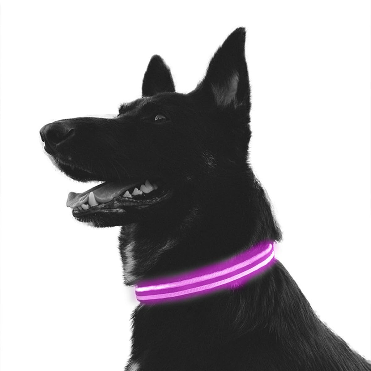 Collar de Perro led, Encendido del Collar del Perro Impermeable Carga USB Parpadeante Collar del Perro LED 3 Modos para Perros pequeños medianos Grandes (M, Rosa)