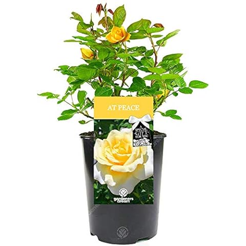GardenersDream Yellow Rose Plant in Pot Cover