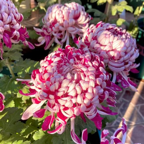 Semi resistenti di crisantemo - giardino roccioso decorazione campo esterna rare soggiorno 900pcs