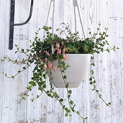 Amazon Co Jp カランコエ フィフィ4号吊鉢植え 3株植え特別規格 枝垂れるタイプ ベル型の花もかわいい Diy 工具 ガーデン