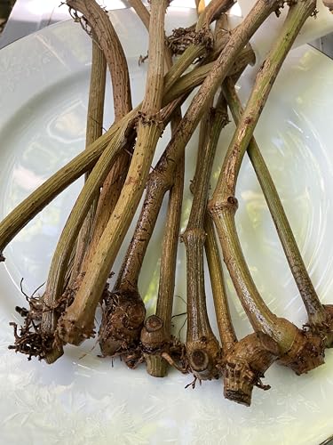 Fresh Piper Betel Vine Plant Cuttings, Live Betel Leaf Stems for Growing
