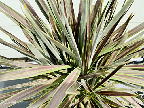 Tropictrees cordyline chocolade 100cm - Afbeelding 4