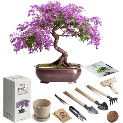Bonsai Starter Kit – 1x Jacaranda Bonsai Tree | Complete Indoor Starter Kit for Growing Bonsai Plants with Tools & Planters – Gardening Gifts for Women & Men Cover