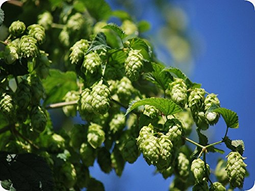 Hopfen-Samen von Saflax, Echter Hopfen, 50 Stück für den Garten