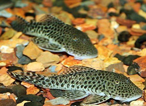 Live Freshwater Aquarium Fish - (2) 3-3.5" Spotted Rubbernose Pleco - 2-Pack Spotted Bulldog Pleco Live Tropical Fish - Great Algae Eaters - Populate Your Fish Tank!