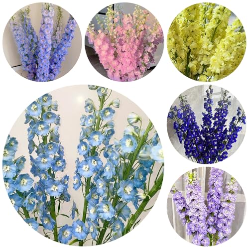 semillas resistentes de delphinium - interior jardín balcón, exóticas 300pcs