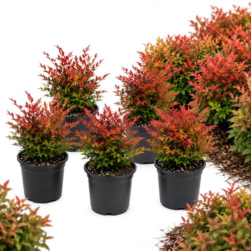 4 Dwarf Nandina Plant Live | 2.5 Inch Potted Nandina Shrubs | Outdoor Bush Plants | Ideal for Front Yards and Low-Growing Landscapes
